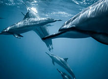 扭转危局 中国男篮还需延续胜势